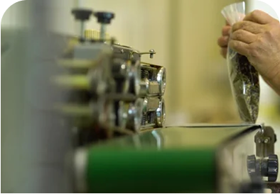 Biodegradable Pyramid Tea Bags